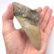 USA Megalodon Haizahn mit guter Qualität