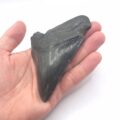 South Carolina Megalodon