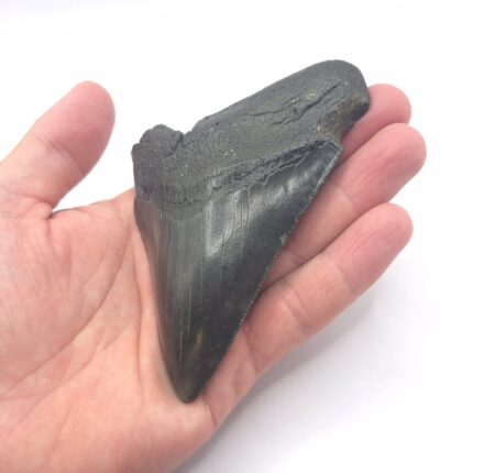 South Carolina Megalodon