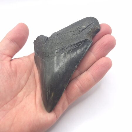 South Carolina Megalodon