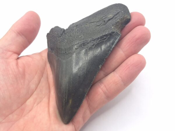 South Carolina Megalodon