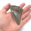 Megalodon Haizahn mit schöner Farbe