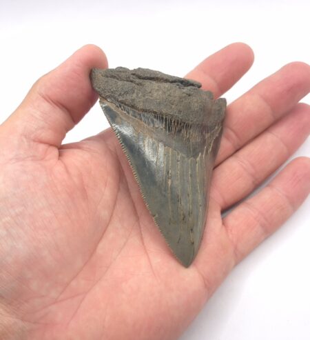 Megalodon Haizahn mit schöner Farbe