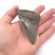 Megalodon Haizahn mit schöner Farbe