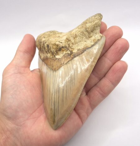 Megalodon aus dem Sukabumi District