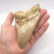 Megalodon aus dem Sukabumi District