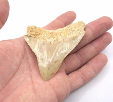 Haizahn eines Megalodon Indonesien