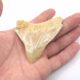 Haizahn eines Megalodon Indonesien