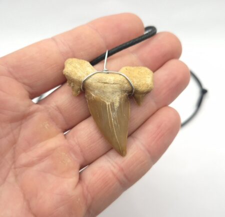Otodus obliquus Schreckenshai Marokko