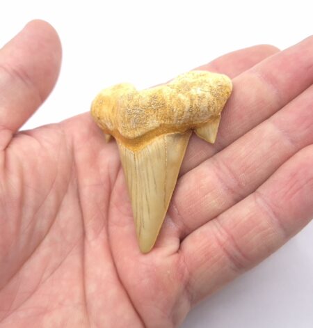 Otodus Obliquus mit sehr guter Qualität