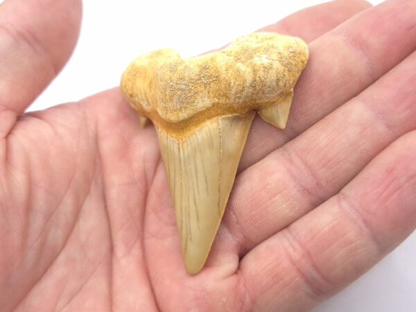 Otodus Obliquus mit sehr guter Qualität