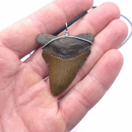 Otodus Megalodon Halskette