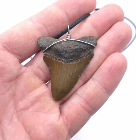 Otodus Megalodon Halskette