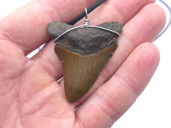 Otodus Megalodon Halskette