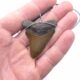 Otodus Megalodon Halskette