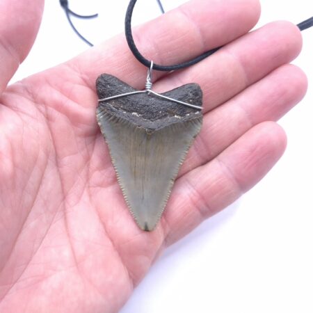 Megalodon Haizahn als Halskette