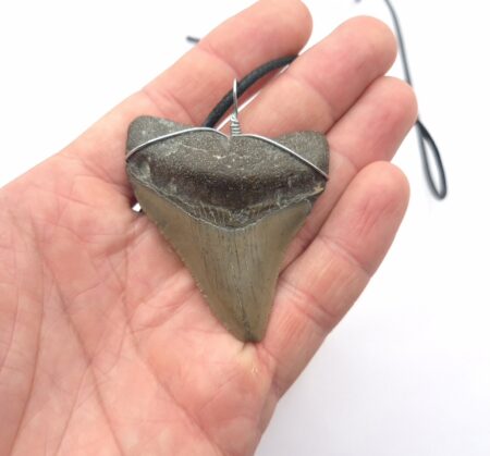 USA Megalodon Halskette