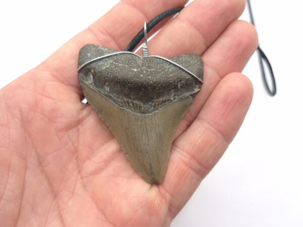 USA Megalodon Halskette