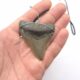 USA Megalodon Halskette