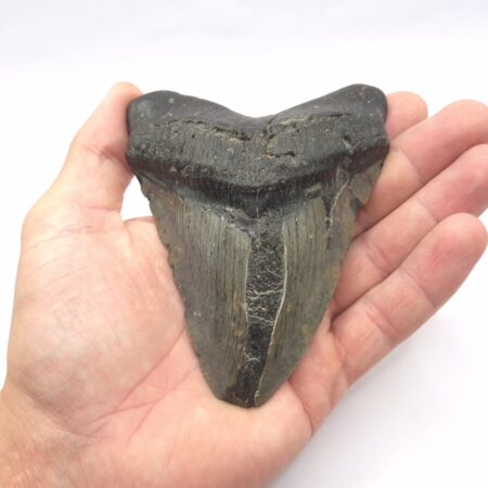 Megalodon South Carolina