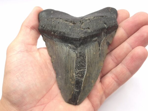 Megalodon South Carolina