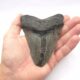 Megalodon South Carolina