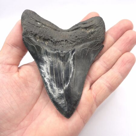 Schöner und extrem dunkler Megalodon Haizahn