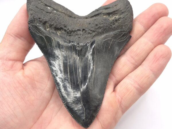Schöner und extrem dunkler Megalodon Haizahn