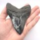 Schöner und extrem dunkler Megalodon Haizahn