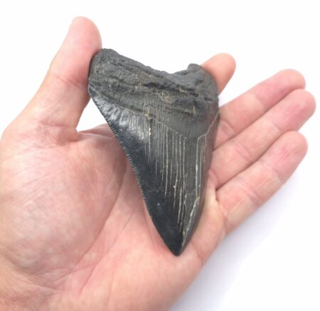 Haizahn eines Megalodon