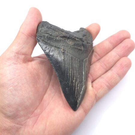 Haizahn eines Megalodon