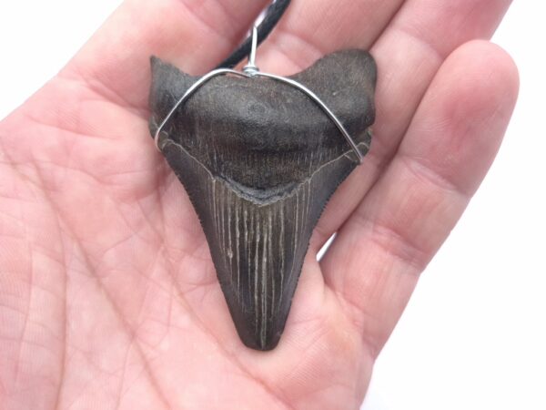 Halskette mit Megalodon Haizahn