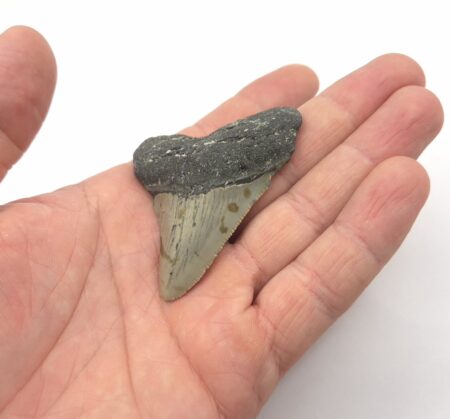 Fossilien
