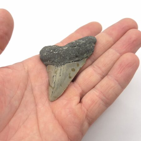 Fossilien