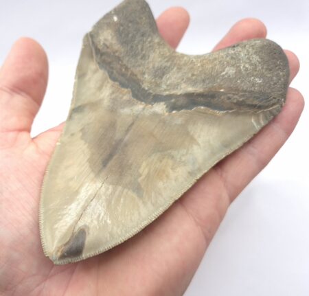 Megalodon Haizahn mit guter Qualität