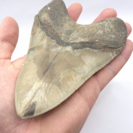 Megalodon Haizahn mit guter Qualität