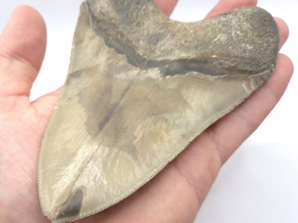 Megalodon Haizahn mit guter Qualität