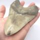 Megalodon Haizahn mit guter Qualität