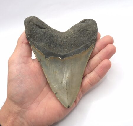 Fossil