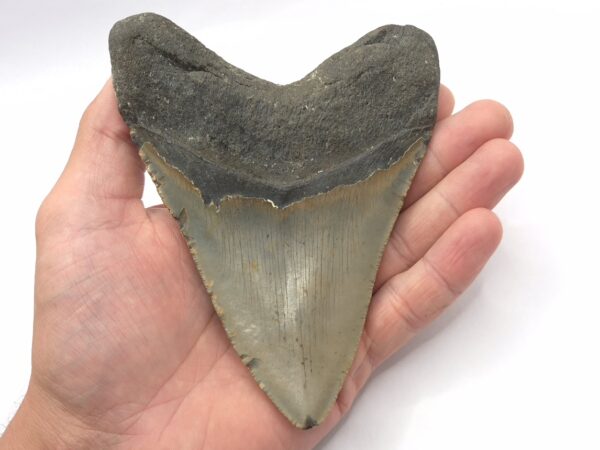 Fossil