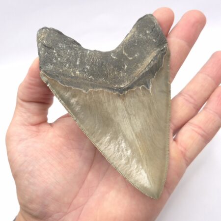 Fossil USA