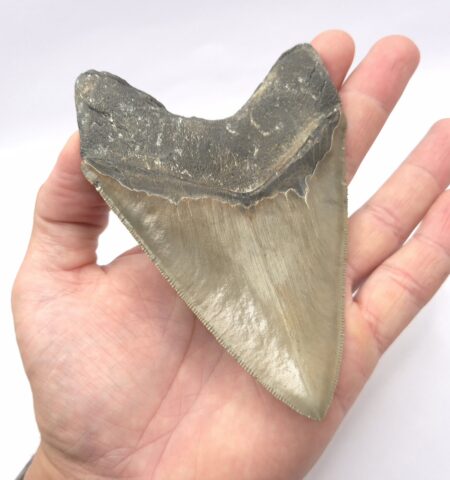 Fossil USA