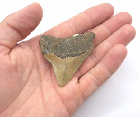 Megalodon Haizahn aus den USA
