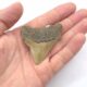 Megalodon Haizahn aus den USA