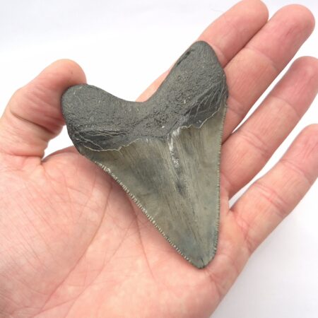 Otodus Megalodon