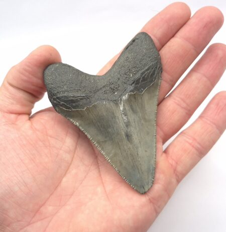 Otodus Megalodon