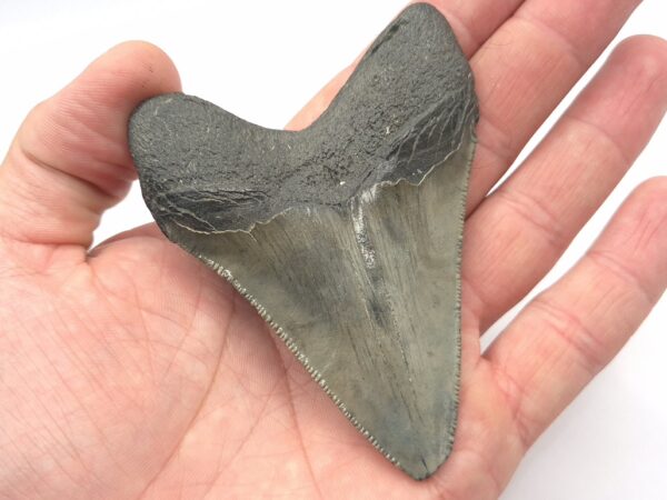 Otodus Megalodon