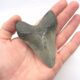 Otodus Megalodon