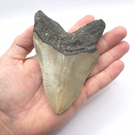 Fossilien