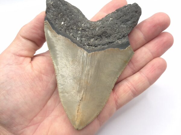 Fossilien